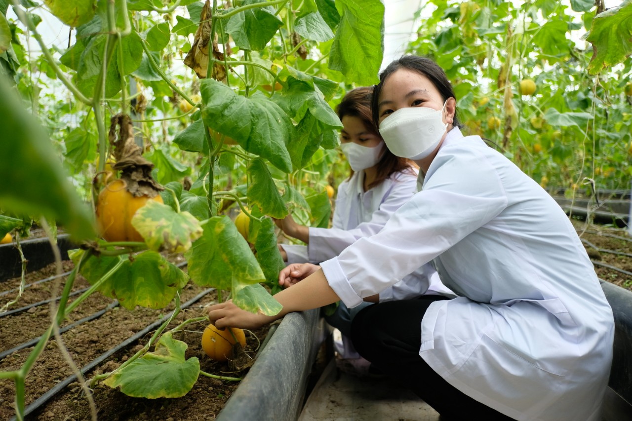 Cơ hội cho lao động nước ngoài trong ngành nông nghiệp Nhật Bản