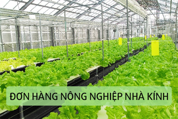 đơn hàng nông nghiệp đi Nhật