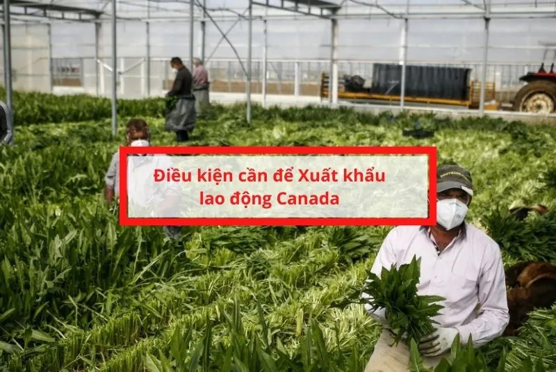 Điều kiện đi xuất khẩu lao động Canada