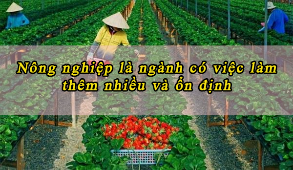 Tìm hiểu về đơn hàng nông nghiệp Nhật Bản - tại sao nên tham gia? 