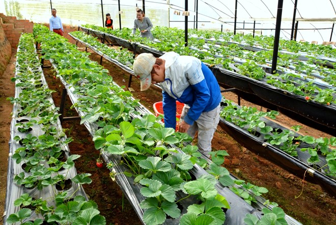 Đơn hàng tokutei nông nghiệp