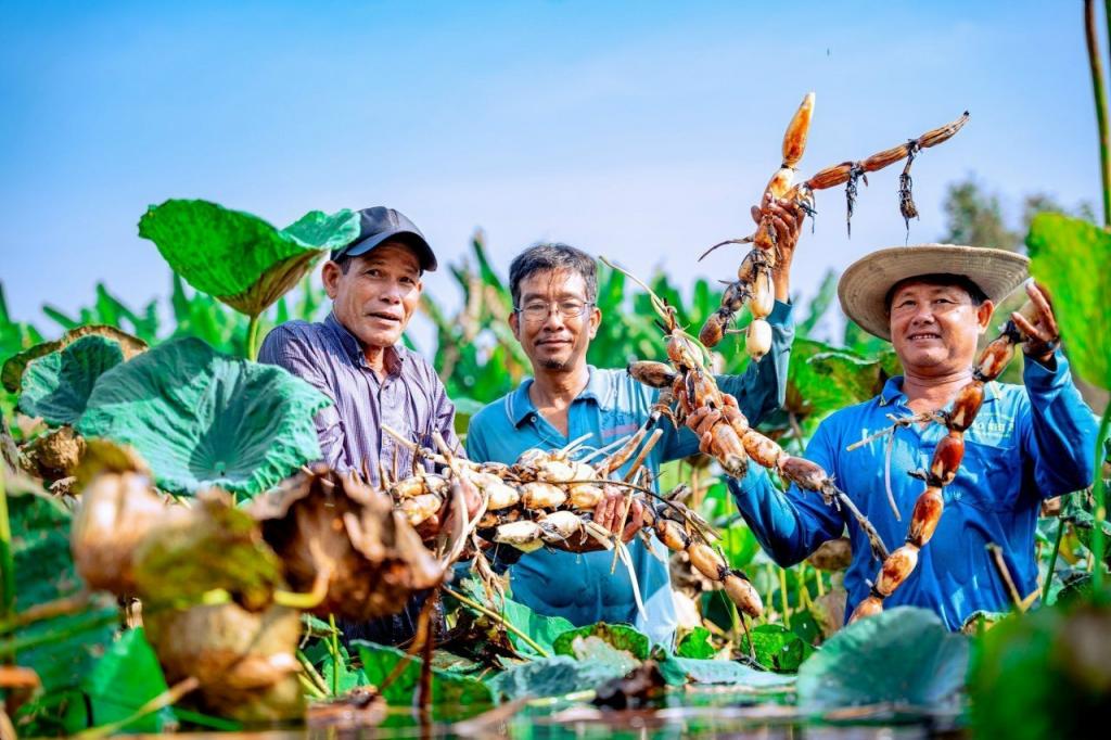 Đơn hàng XKLĐ trồng và thu hoạch củ sen ngành nông nghiệp tại Nhật Bản