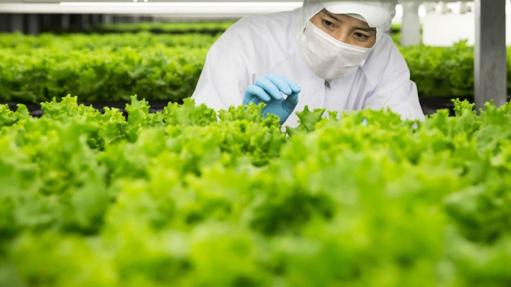 Du học Nhật Bản nhóm ngành nông nghiệp