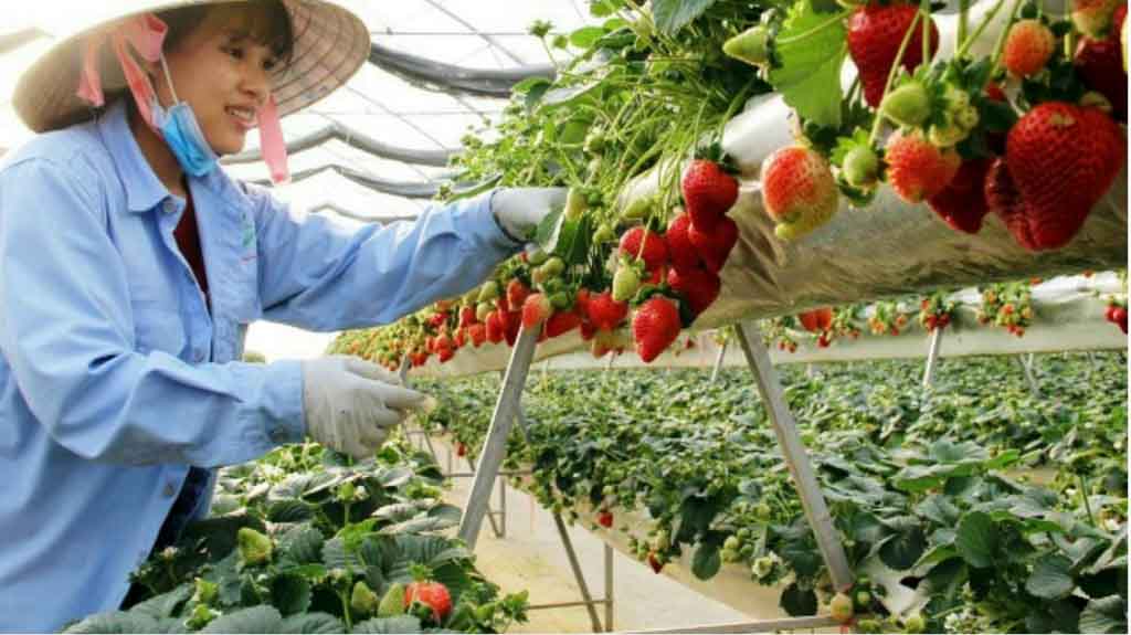 Điều kiện tham gia chương trình thực tập sinh nông nghiệp và chăn nuôi Nhật Bản