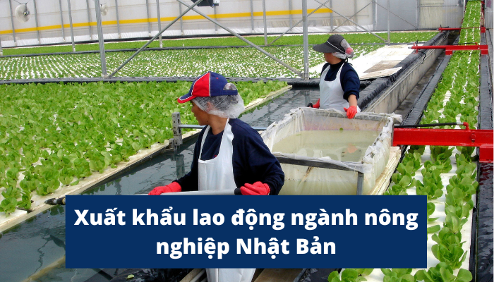 Ưu điểm khi tham gia xuất khẩu lao động ngành nông nghiệp tại Nhật Bản