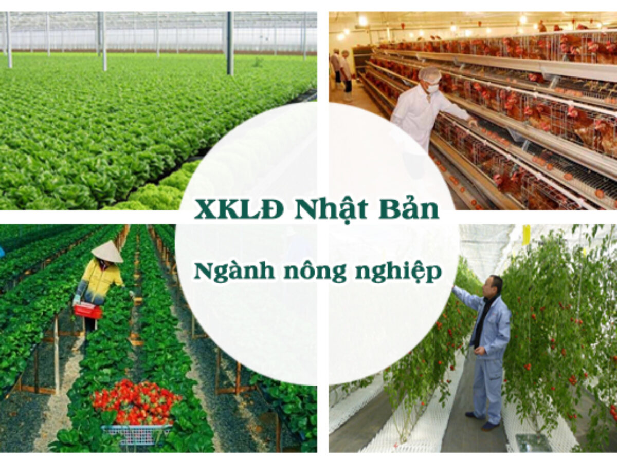 XKLĐ ngành nông nghiệp tại Nhật phù hợp với đối tượng nào?