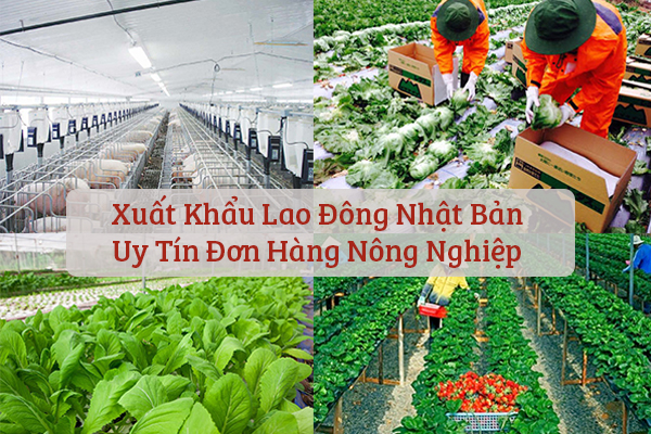 Công việc cụ thể khi đi đơn hàng nông nghiệp tại Nhật